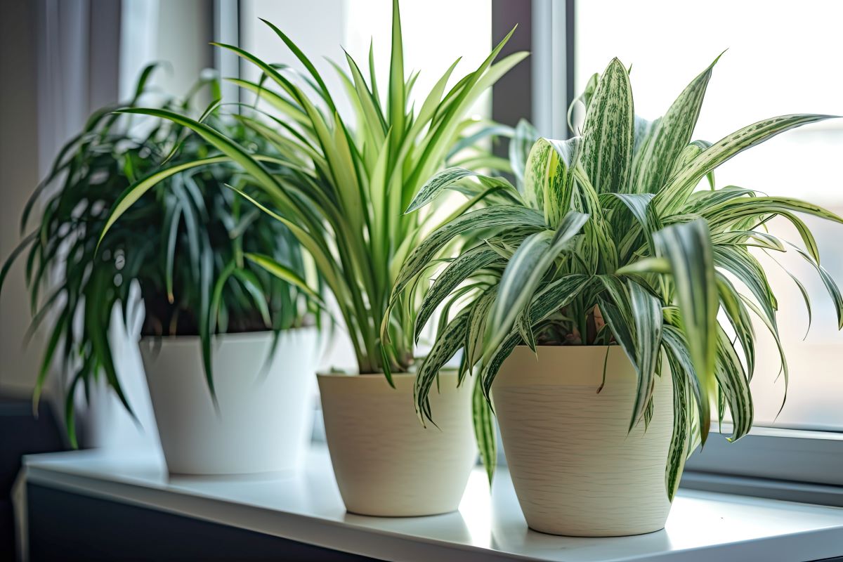 plants sitting on window